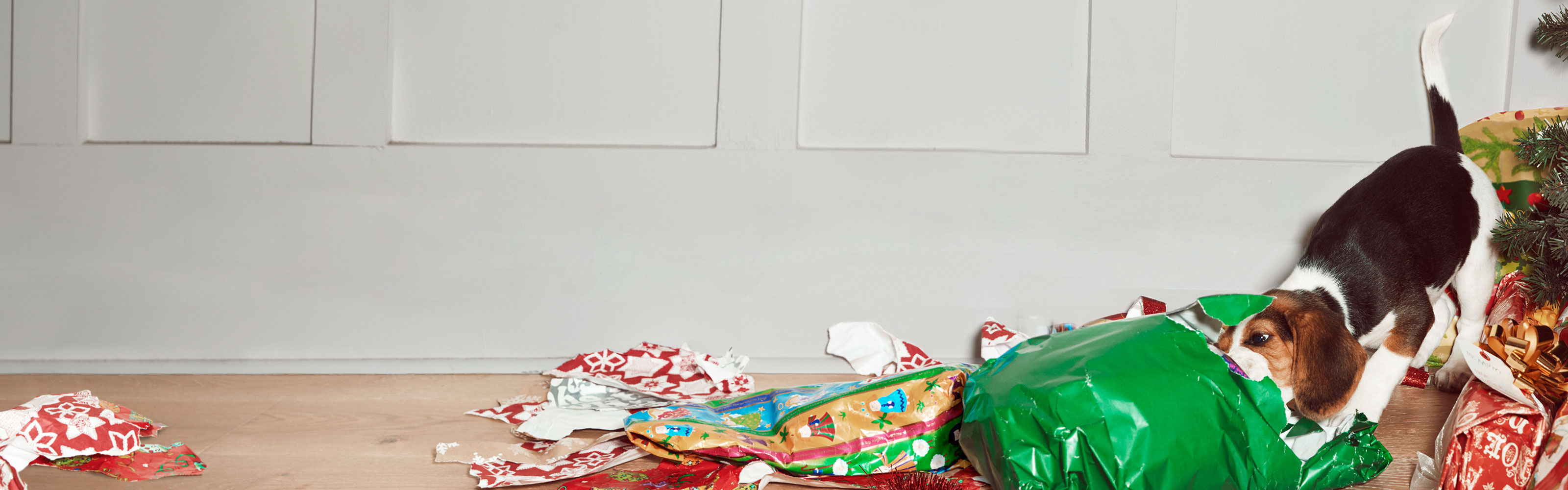 Tickets for Santa Pet Photography