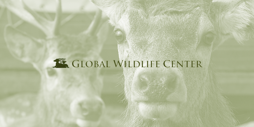  Find tickets from Global Wildlife Center
