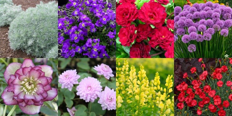 Tickets for Mother's Day Weekend Plant Sale in Tarrytown from ShowClix