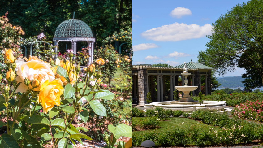 Tickets for Lyndhurst and Kykuit Rose Garden Experience